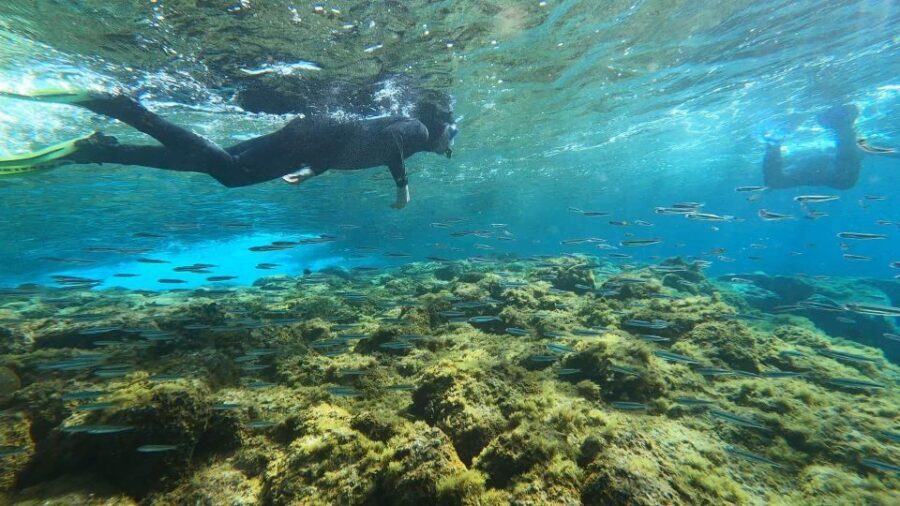 Tenerife: Snorkeling Tour in a Marine Protected Area - Who should book this Tenerife snorkeling tour (and who should skip it)