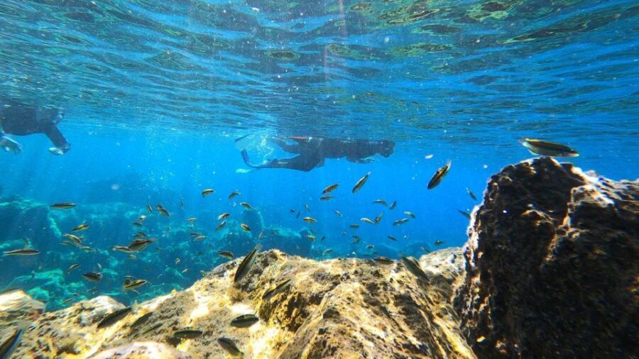 Tenerife: Snorkeling Tour in a Marine Protected Area - Price and value: $45 for gear, coaching, and real marine access