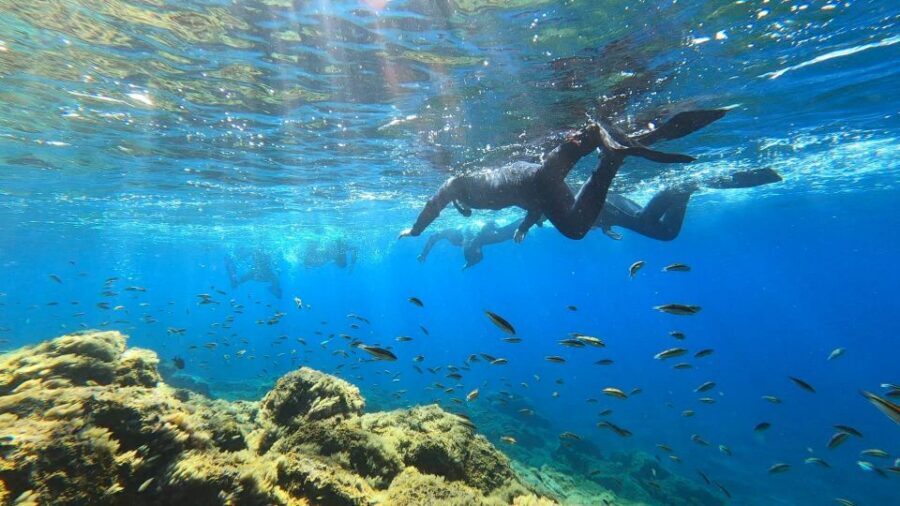 Tenerife: Snorkeling Tour in a Marine Protected Area - Weather, wind, and water conditions: what can change on Tenerife