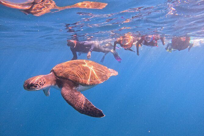 Tenerife Snorkeling Tour in turtle habitat - The short, focused format that fits real holidays