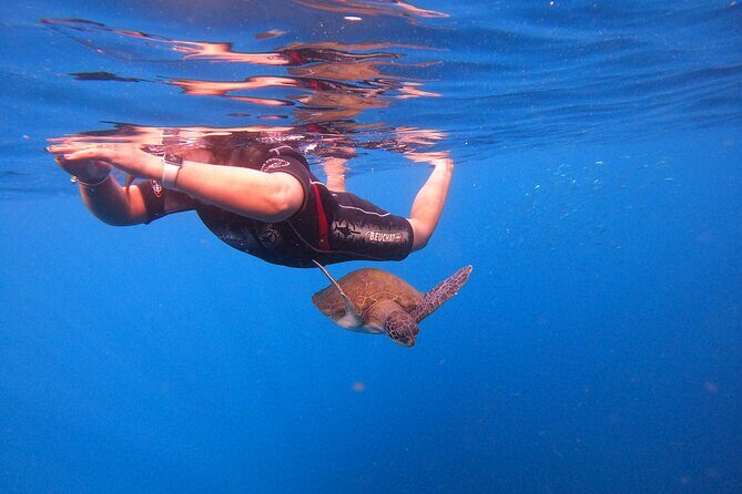 Tenerife Snorkeling Tour in turtle habitat - Back to the center for showers, photos, and a calmer pace