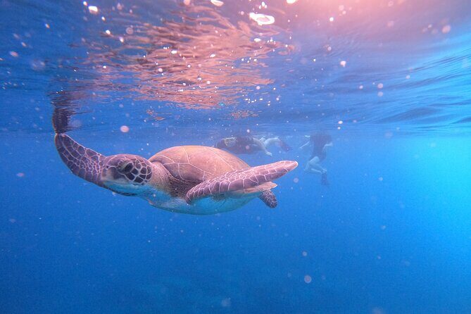 Tenerife Snorkeling Tour in turtle habitat - Where this tour is a great match (and where it isn’t)