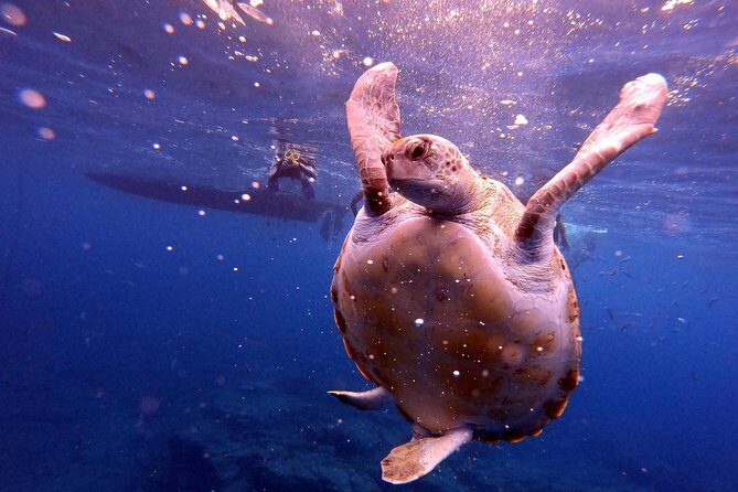 Tenerife Snorkeling Tour in turtle habitat - Price and value: why $54.07 makes sense on this format