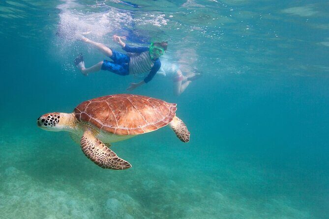 Tenerife Snorkeling Tour in turtle habitat - The practical “turtle chance” tips that actually help