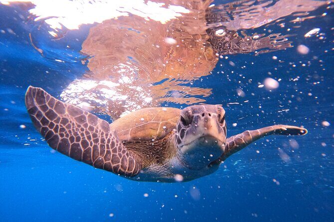 Tenerife Snorkeling Tour in turtle habitat - Speedboat rides and dolphin spotting near fishermen’s farms