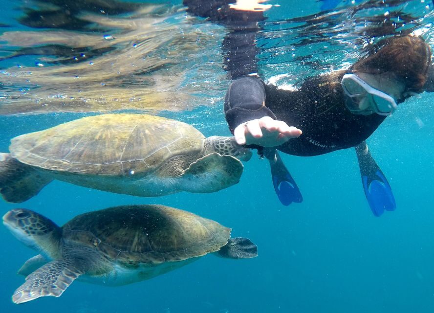Tenerife: Snorkeling Trip in a Turtle Habitat - Key takeaways before you go