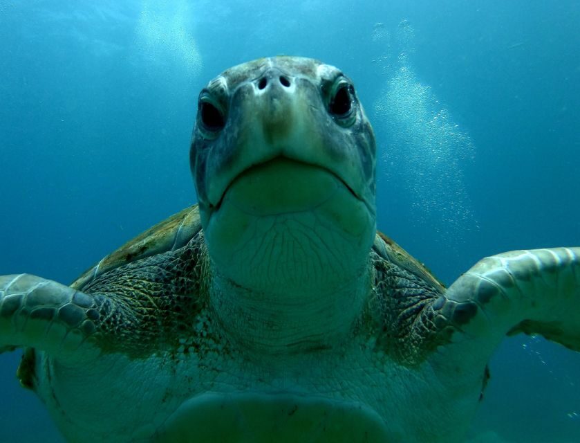 Tenerife: Snorkeling Trip in a Turtle Habitat - Should You Book This Tenerife Turtle Habitat Snorkeling Trip?