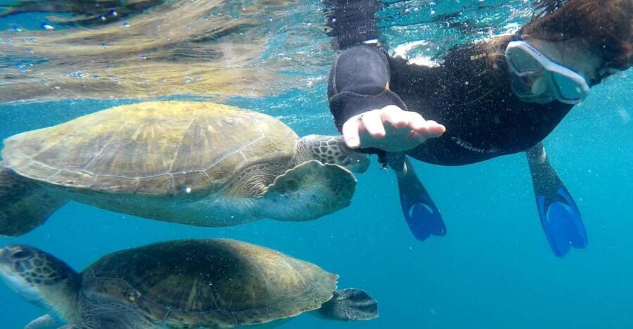 Tenerife: Snorkeling Trip in a Turtle Habitat - The Speedboat Ride Along Tenerife’s South Coast