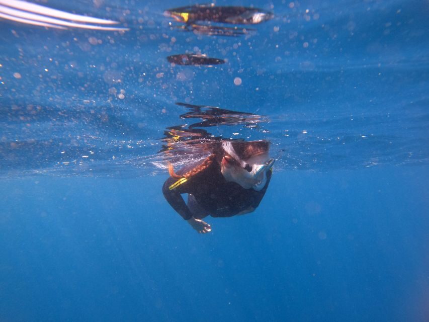 Tenerife: Snorkeling Trip in a Turtle Habitat - Snorkeling in the Turtle Habitat (Your 50-Minute Water Window)