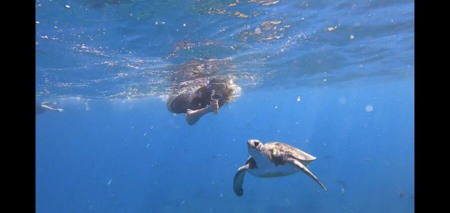 Tenerife: Snorkeling Trip in a Turtle Habitat - The 30-Minute Safety Briefing That Makes Snorkeling Easier
