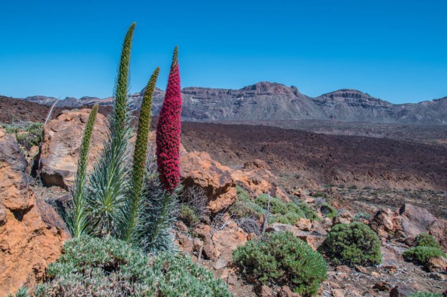 Tenerife: Teide and Las Cañadas Half-Day Tour - Above the Clouds Around 2,000 Meters: Views That Feel Big and Quiet