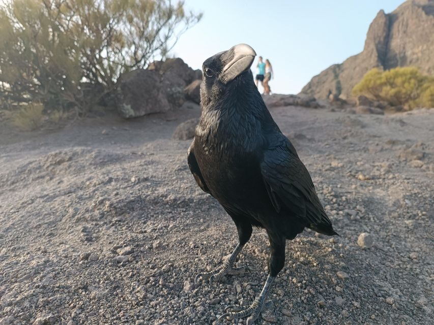 Tenerife: Teide, Masca, Garachico, and Sunset Exclusive Tour - Miradors and quick photo stops: the bits that stitch the day together