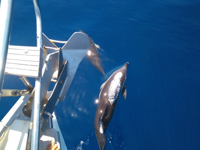 Tenerife: Teide National Park and Dolphins Sailboat Tour - South coast set-up: from volcano to small sailboat