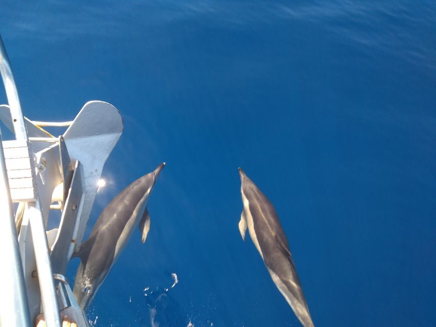 Tenerife: Teide National Park and Dolphins Sailboat Tour - The snack and bar setup: small comforts that add up