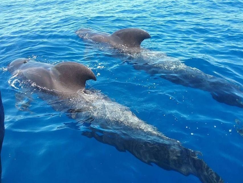 Tenerife: Teide National Park and Dolphins Sailboat Tour - Morning pickup and the drive to Teide National Park (with flexible routing)
