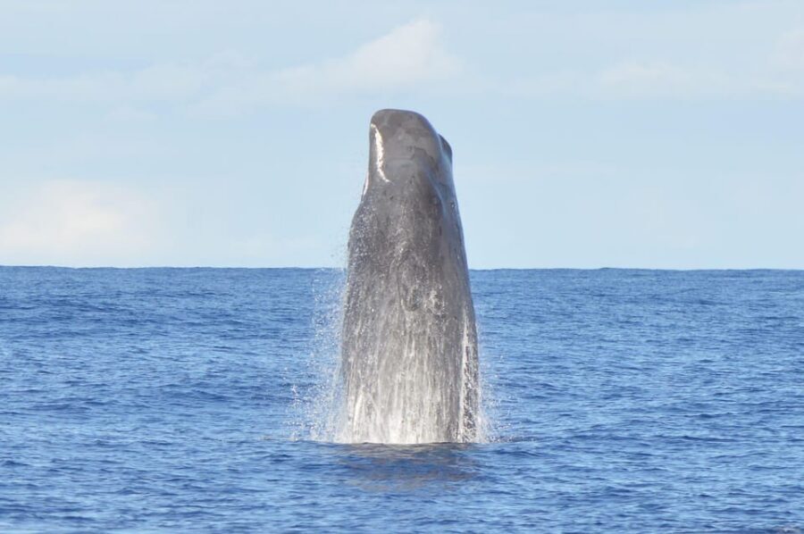 Tenerife: Whale and Dolphin Watching Boat Tour - Puerto Colón Pier 4: Finding Whale Express Without Stress