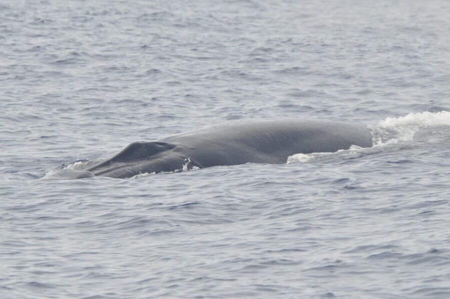 Tenerife: Whale and Dolphin Watching Boat Tour - FAQ