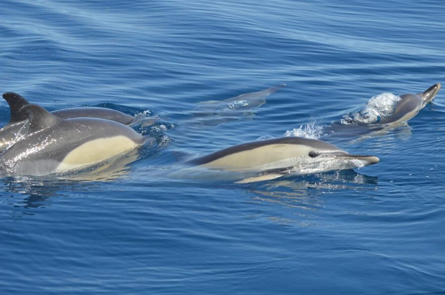 Tenerife: Whale and Dolphin Watching Boat Tour - A 2-Hour Whale and Dolphin Search on a Modern Boat