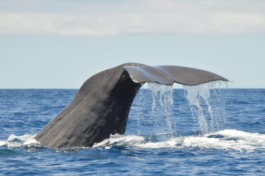 Tenerife: Whale and Dolphin Watching Boat Tour - Ethical Viewing in Practice: Eco-Friendly Wildlife Watching