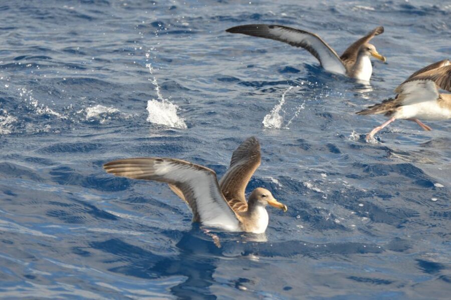 Tenerife: Whale and Dolphin Watching Boat Tour - Who This Tour Is Best For (and Who Should Think Twice)