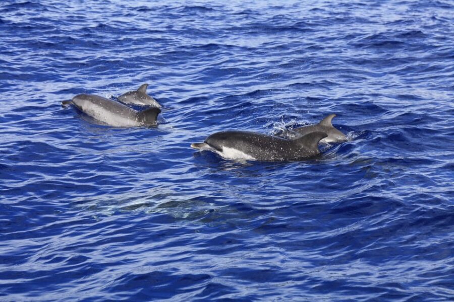 Tenerife: Whale and Dolphin Watching Boat Tour - Price and Value: What $53 Buys You in Tenerife