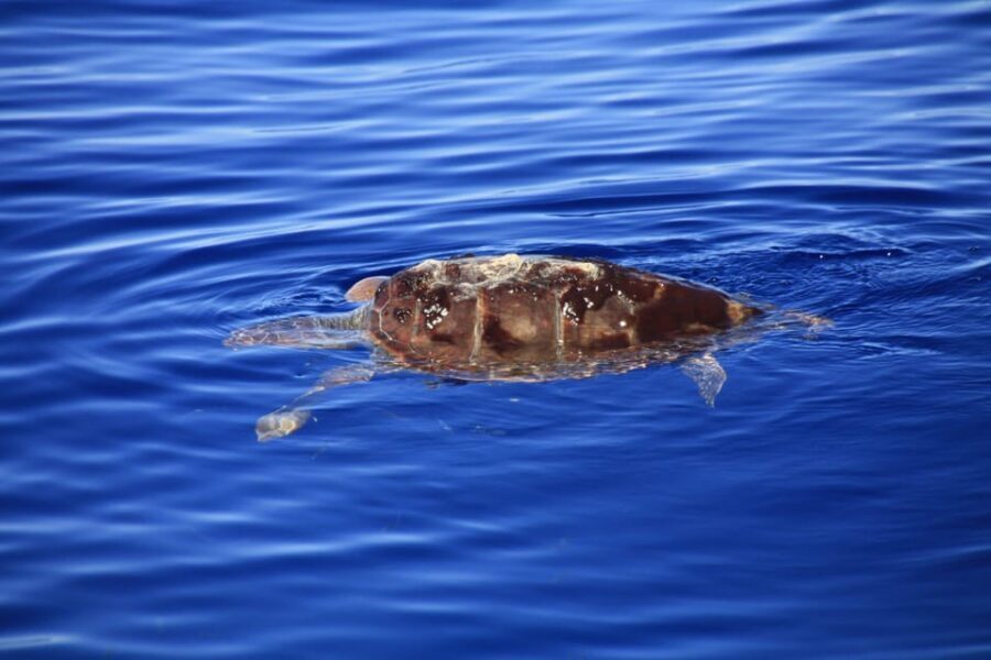 Tenerife: Whale and Dolphin Watching Boat Tour - What to Bring (So You Don’t Waste Your Best Moments)
