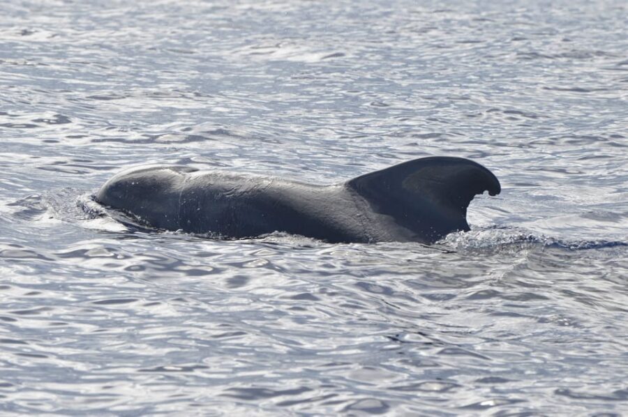 Tenerife: Whale and Dolphin Watching Boat Tour - Booking Smart: The Easy Extras Worth Noticing