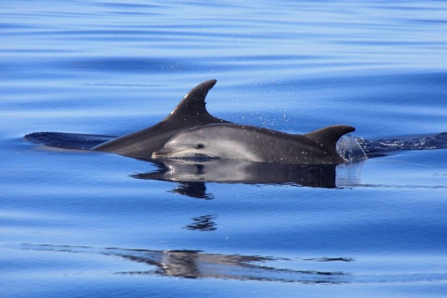 Tenerife: Whale and Dolphin Watching Boat Tour - How the Guide Helps You See More Than Just Spray