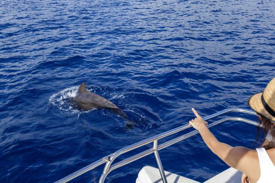 Tenerife: Whale and Dolphin Watching Tour by Sailboat - Key things I’d circle before you go