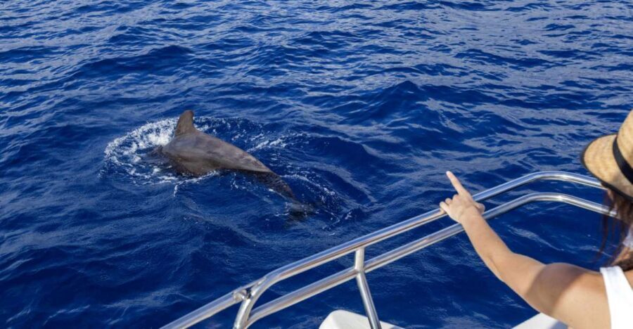 Tenerife: Whale and Dolphin Watching Tour by Sailboat - Tenerife in 3 hours: why this sailboat trip feels easy