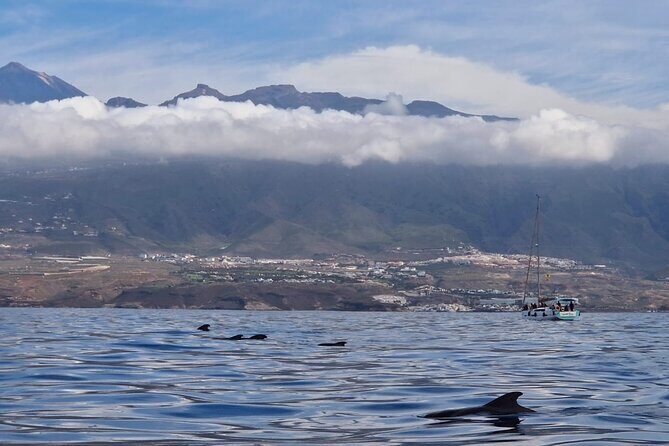 Tenerife Whale Watching and Snorkeling Yacht Trip - Why This 3-Hour Yacht Trip Works So Well in Tenerife
