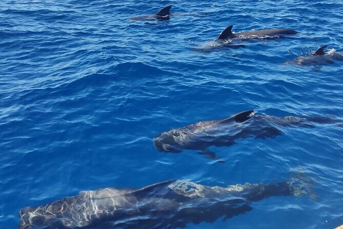 Tenerife Whale Watching and Snorkeling Yacht Trip - On the Water: Whale and Dolphin Spotting From the Yacht