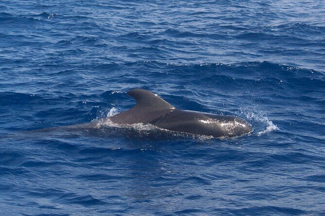 Tenerife Whale Watching and Snorkeling Yacht Trip - Snacks, Drinks, and Crew Interpretation on Board