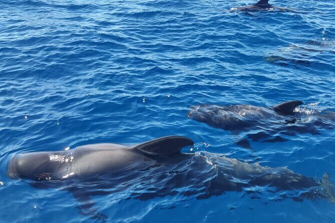 Tenerife Whale Watching and Snorkeling Yacht Trip - Meeting in Puerto Colón: Finding the Boat Without Stress