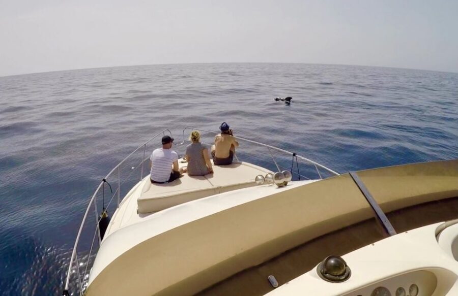 Tenerife: Whales and Snorkeling Tour on a Luxury Yacht - Los Cristianos: photo stop energy and real whale watching time