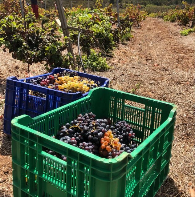Tenerife Wine: Guided Tour & Tasting with Canarian bites - Quick Practical Tips for a Smooth Visit