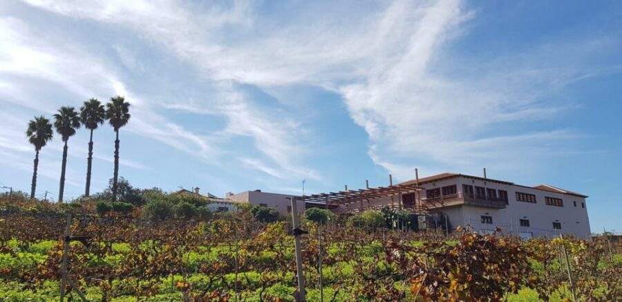 Tenerife Wine: Guided Tour & Tasting with Canarian bites - Eco Orchard and the Cellar: How the 200,000-Liter Tanks Shape the Story