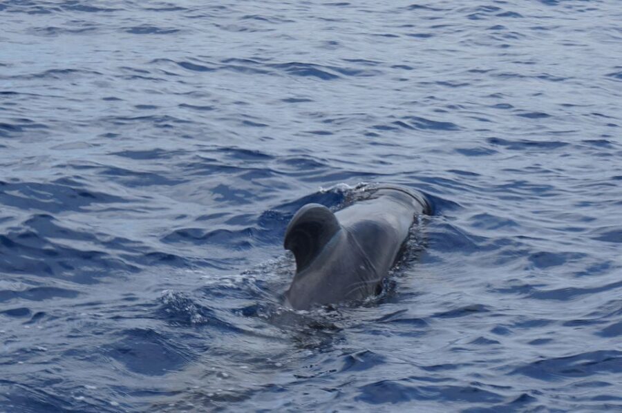 Tenerife:Respectful Whale Watching, Pirate Ship, & Swim - Price and Value: Is $17 Reasonable for 2 Hours at Sea?