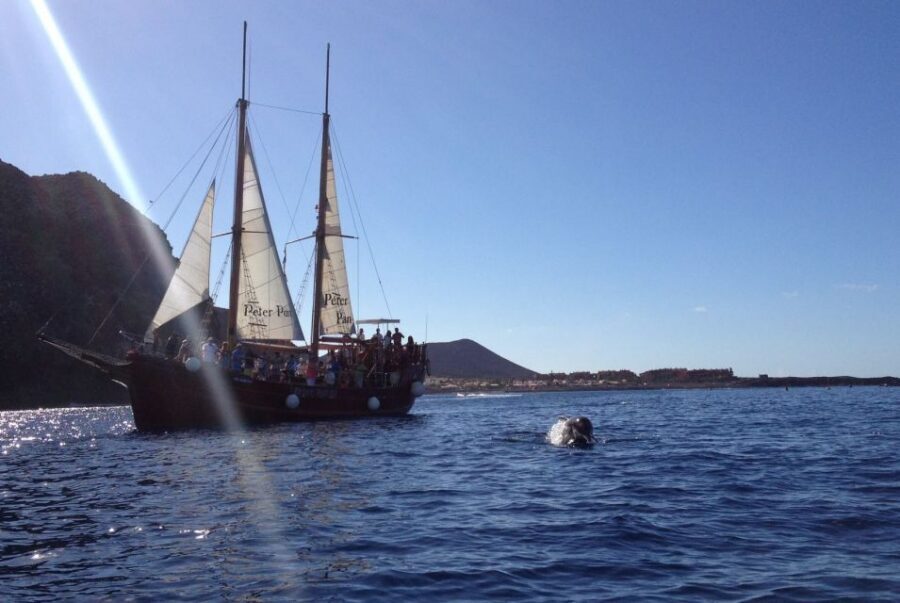 Tenerife:Respectful Whale Watching, Pirate Ship, & Swim - The Onboard Bar: Budgeting Drinks Without Surprises