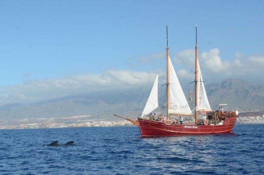Tenerife:Respectful Whale Watching, Pirate Ship, & Swim - Pilot Whales on Tenerife’s West Coast: What You’re Actually Chasing