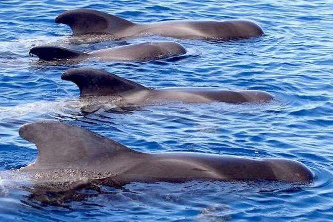 The Worlds Largest RIB luxury 3hrs including lunch and drinks - Your best shot at whales and dolphins (and the turtle bonus)