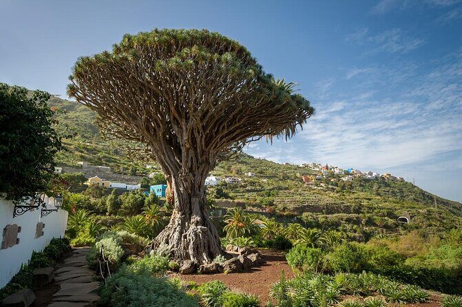 Ticket to Parque del Drago in Tenerife - Key things to know before you go