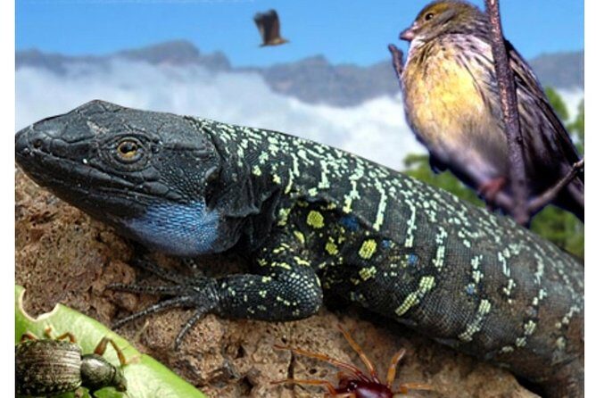 Ticket to Parque del Drago in Tenerife - Parque del Drago in Icod de los Vinos: why this park feels special