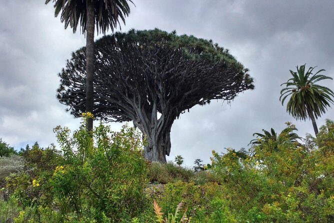 Ticket to Parque del Drago in Tenerife - Who this is best for on Tenerife