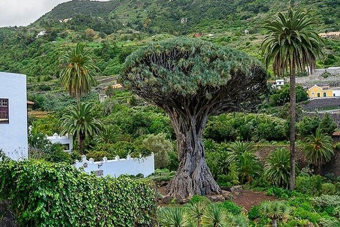 Ticket to Parque del Drago in Tenerife - Should you book Parque del Drago tickets?