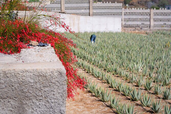 Tour Visiting banana plantation and winery in Tenerife - The Mountain Road Moment: Views on the Way to Vilaflor