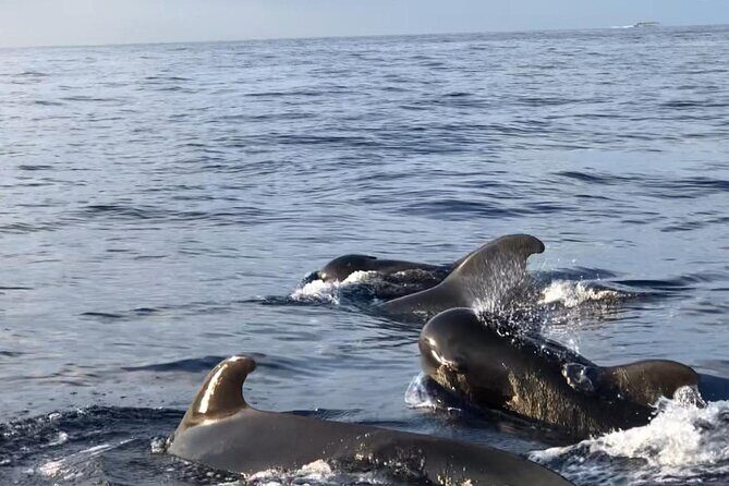 Tour with Whale and Dolphin Watching plus food included - Food and Drinks Included: What Makes This Feel Like More Than a Boat Ride