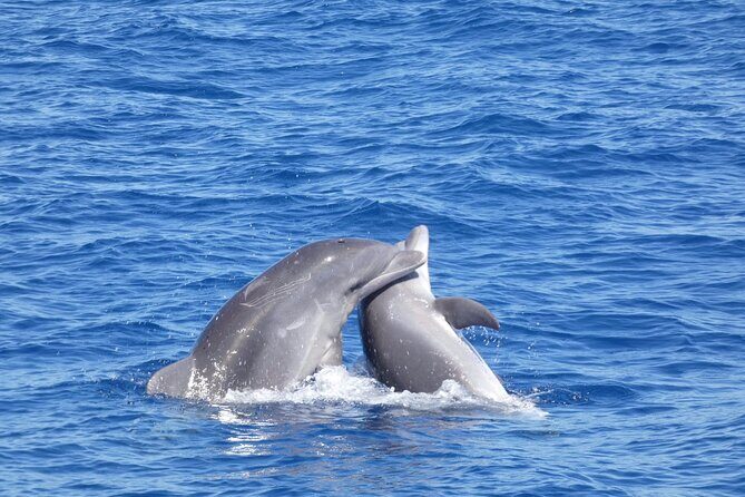 Tour with Whale and Dolphin Watching plus food included - MAXICAT Catamaran and Onboard Style: Comfort Without Overpromising