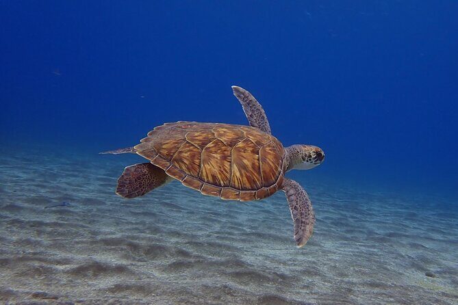 Try Dive in Abades Bay with a private instructor - Key highlights to know before you go