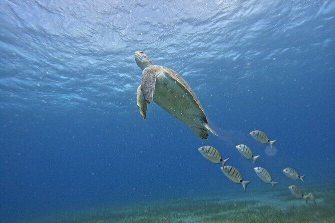 Try Dive in Abades Bay with a private instructor - Abades Bay on Tenerife: a calmer start than the usual tourist coast